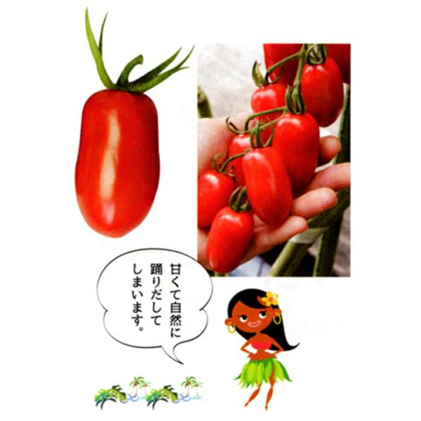 フラガール 100粒 トマト とまと 蕃茄 ダイヤ交配 【トキタ 種 たね タネ】【通常5倍 5のつ...