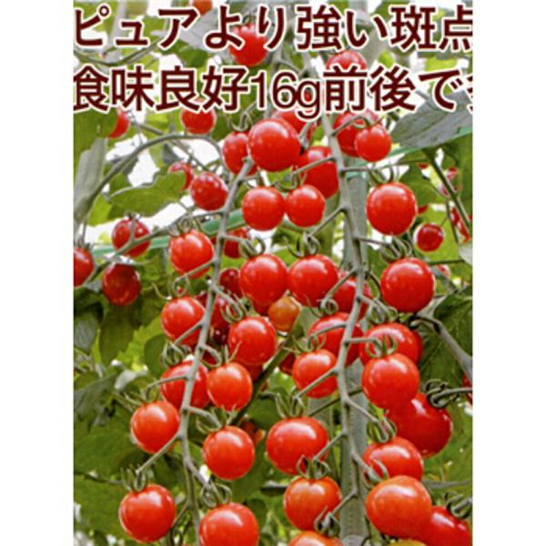 サンチェリーピュアプラス(TSX-117) 1000粒 トマト とまと 蕃茄 ダイヤ交配 【トキタ ...