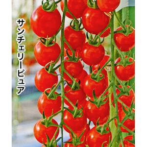 SK9-099 ブロッコリー種子 ペレット5000粒 【野菜種子】【サカタのタネ
