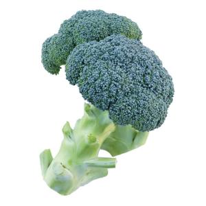 SK9-099 ブロッコリー種子 ペレット5000粒 【野菜種子】【サカタのタネ