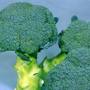 おはよう コート 5000粒 ブロッコリー 種 : 農園芸と雑貨の店エムエム