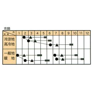 恵麟(TSX-301) 5000粒(コート) ...の詳細画像2