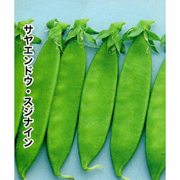 スジナイン(赤花スジなし)  PVP 2000粒 さやえんどう サヤエンドウ 莢豌豆【トキタ 種 た...