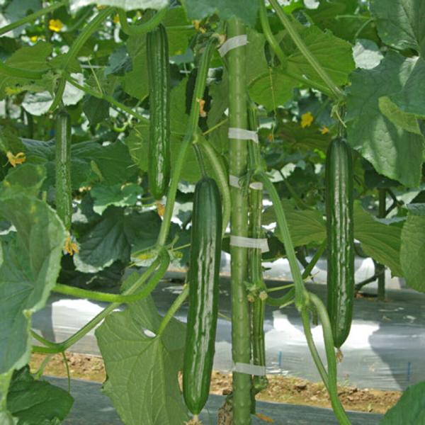 つやみどりパワー 350粒 胡瓜 キュウリ きゅうりつやみどりパワー 350粒 ダイヤ交配 【トキタ...