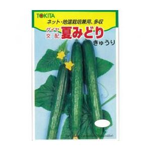 夏みどり 10ml 胡瓜 キュウリ きゅうり夏みどり 10ml ダイヤ交配 【トキタ 種 たね タネ...