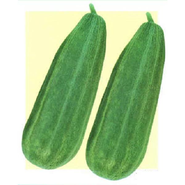 青はぐら 1dl ウリ うり 瓜【トキタ 種 たね タネ】【通常5倍 5のつく日はポイント10倍】