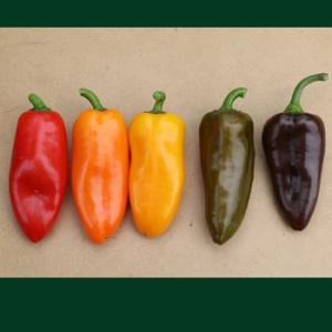 ぷちピープロ 80オリーブ 100粒 ピーマン ぴーまん ダイヤ交配 【トキタ 種 たね タネ】【通...