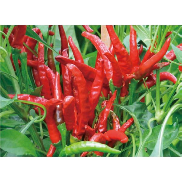八房 1dl 唐辛子 とうがらし トウガラシ【トキタ 種 たね タネ】【通常5倍 5のつく日はポイン...