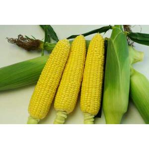 野菜の種/種子 ミルキーシュガー 85日タイプ・とうもろこし