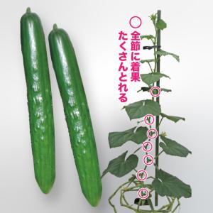 みかど協和 オクラ ブルースカイ 1L : 種苗・園芸ショップ 種もり 
