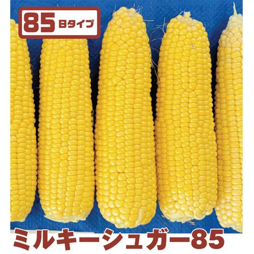 ミルキーシュガー85 2000粒 とうもろこし トウモロコシ 玉蜀黍   ダイヤ交配 【トキタ 種 ...