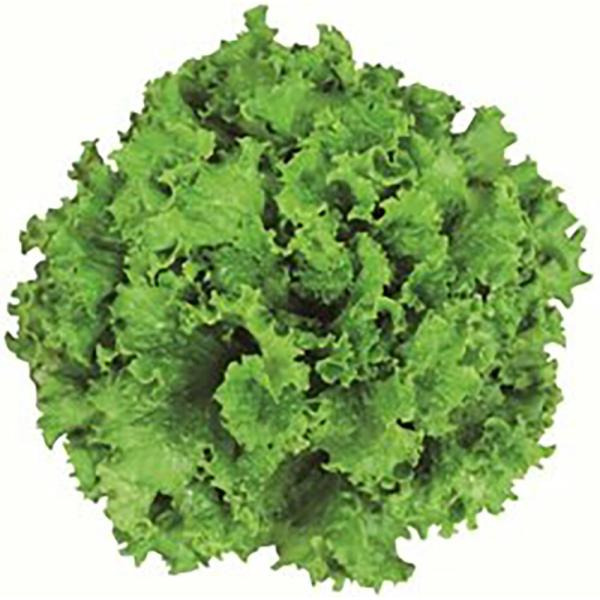 グッドスピーダー Lコート1000粒 レタス【ツルタのタネ 種 たね タネ 】【通常5倍 5のつく日...