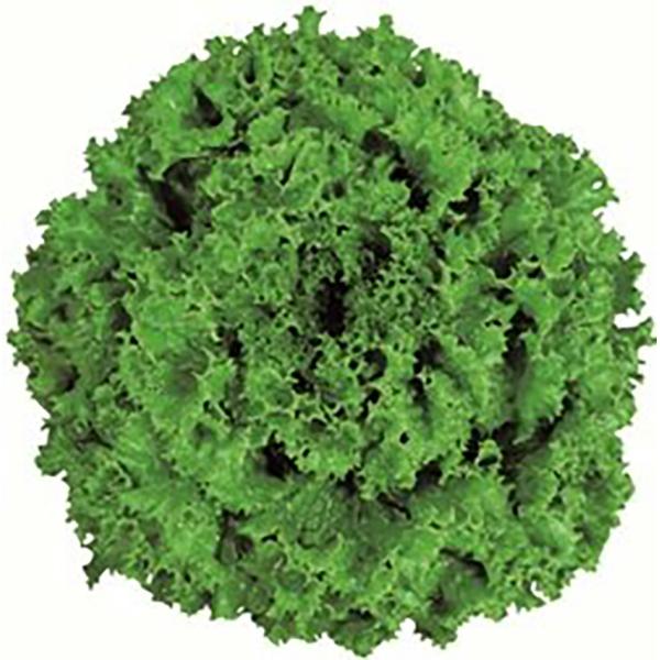 リコグリーングラス Lコート5000粒 レタス【ツルタのタネ 種 たね タネ 】【通常5倍 5のつく...