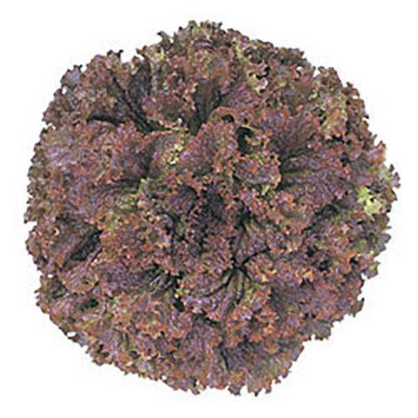 ユニーク2号 Lコート1000粒 レタス【ツルタのタネ 種 たね タネ 】【通常5倍 5のつく日はポ...