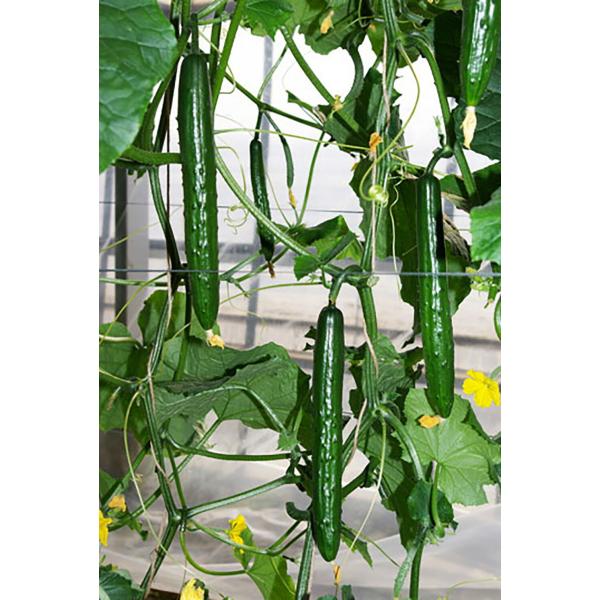 アドニス 350粒 胡瓜 キュウリ きゅうり ときわ交配 【ときわ研究所 種 たね タネ】【通常5倍...