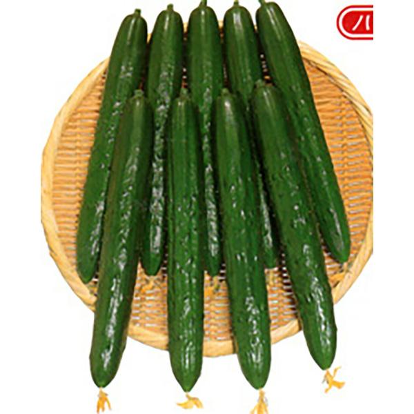 むげん 350粒 胡瓜 キュウリ きゅうり ときわ交配 【ときわ研究所 種 たね タネ】【通常5倍 ...