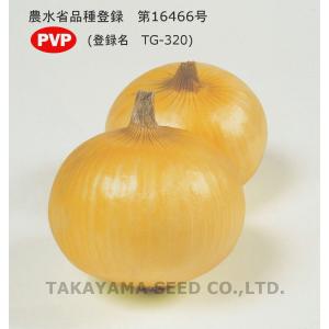 野菜の種/種子 早春収穫！超極早生玉葱！トップゴールド305