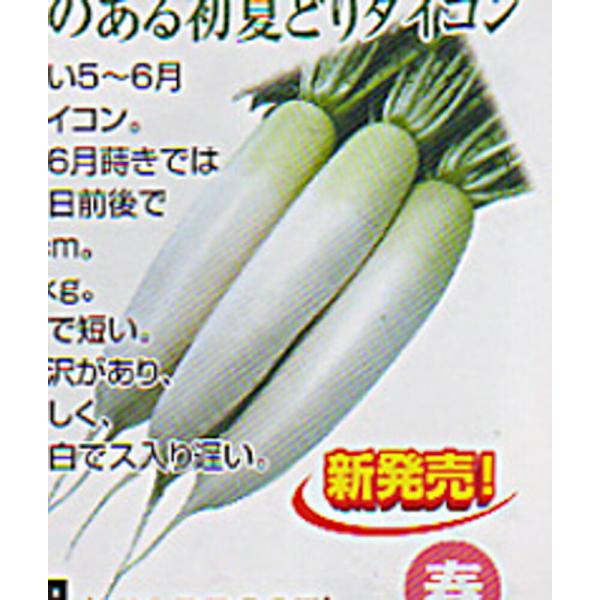 彩岬 コート5000粒 大根 ダイコン だいこん 渡辺交配 【渡辺農事 種 たね タネ 】【通常5倍...