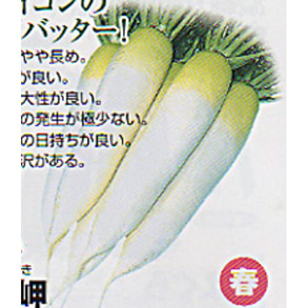 春岬 1000粒 大根 ダイコン だいこん 渡辺交配 【渡辺農事 種 たね タネ 】【通常5倍 5の...