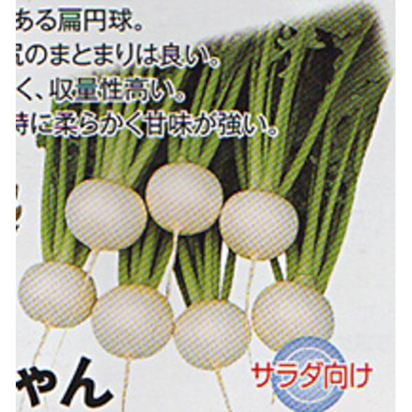 まるちゃん 20ml かぶ カブ 蕪 渡辺交配 【渡辺農事 種 たね タネ 】【通常5倍 5のつく日...