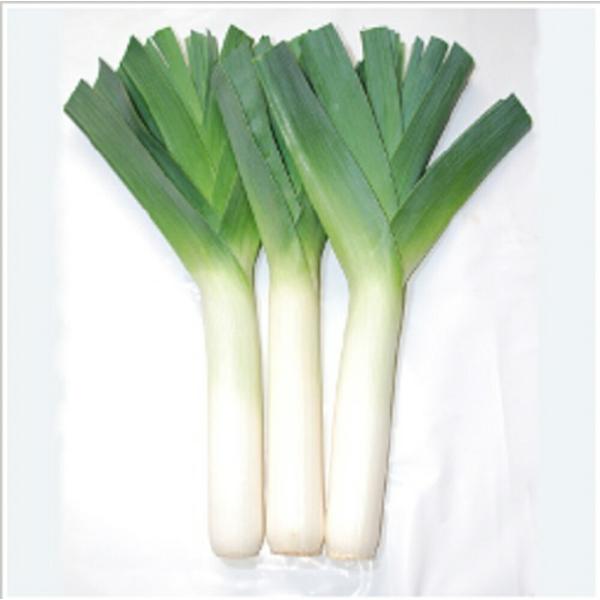 ポトフ・ルフレ 1000粒  葱 ネギ ねぎ 一代交配　【渡辺農事 種 たね タネ 】【通常5倍 5...