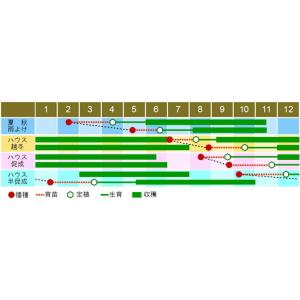 ほれまる 100粒 トマト とまと 蕃茄 一代...の詳細画像1