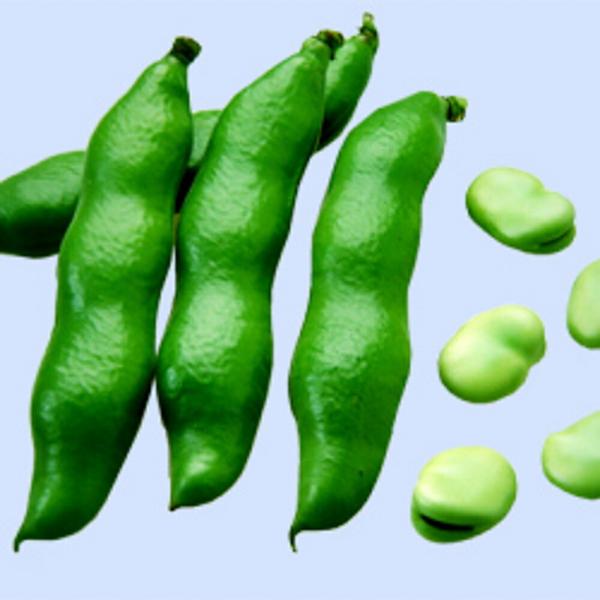 千倉一寸(全日本そ菜原種審査会 1等特別賞受賞) 1L そらまめ ソラマメ 蚕豆 空豆 一代交配　【...