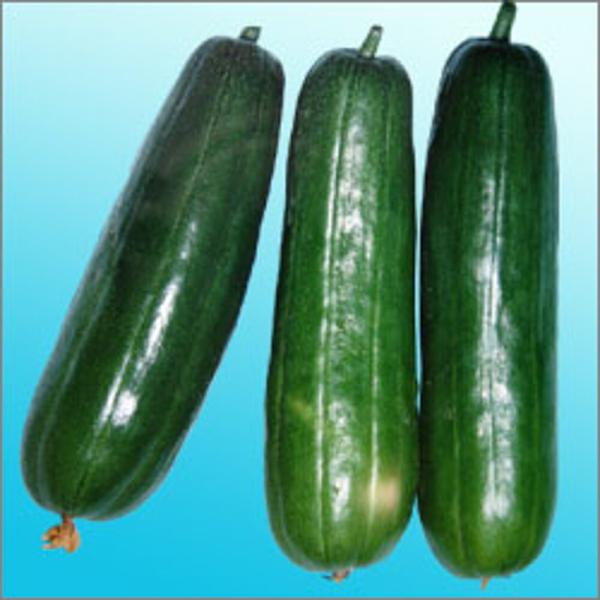 若大将 100粒 ウリ うり 瓜 渡辺交配 【渡辺農事 種 たね タネ 】【通常5倍 5のつく日はポ...