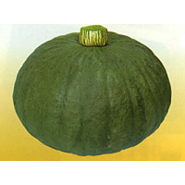 近成芳香G 500粒 南瓜 カボチャ かぼちゃ【渡辺採種場 種 たね タネ 】【通常5倍 5のつく日...