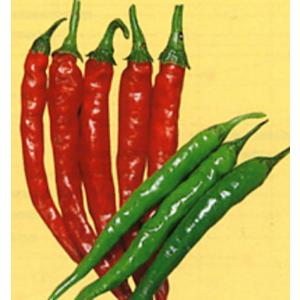 トキタ種苗 トウガラシ とうがらし 唐辛子 ビキーニョ 小袋 : 種苗