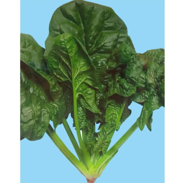 発芽促進処理済 じっくり朝霧 30000粒 ほうれん草 法蓮草 ホウレンソウ ほうれんそう【渡辺採種...