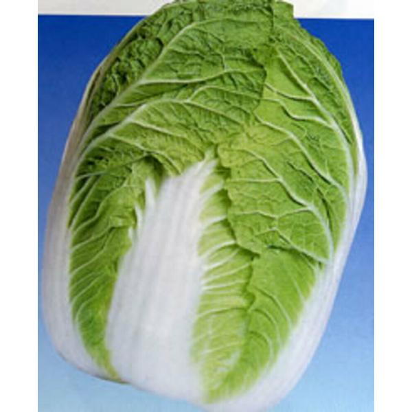 ペレット種子 はるさかり 5000粒(L) 白菜 ハクサイ はくさい【渡辺採種場 種 たね タネ 】...