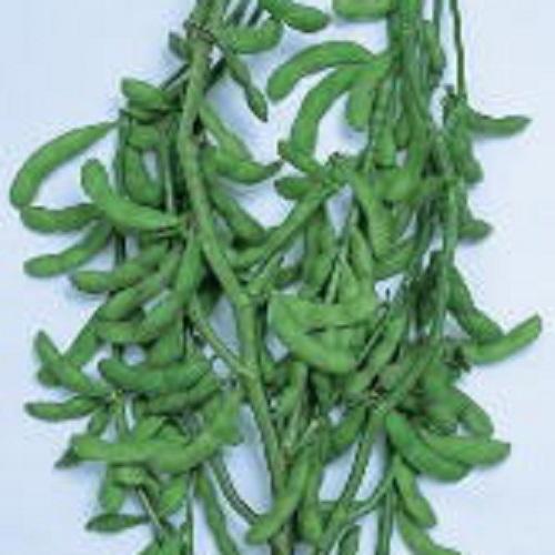 酒の友3号 PVP 1L 枝豆 えだまめ エダマメ【渡辺採種場 種 たね タネ 】【通常5倍 5のつ...