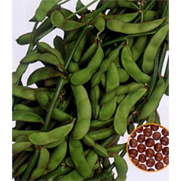 はやいっ茶 1L 枝豆 えだまめ エダマメ【渡辺採種場 種 たね タネ 】【通常5倍 5のつく日はポ...