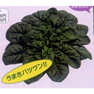 発芽促進処理済 冬霧7 30000粒 ほうれん草...の商品画像