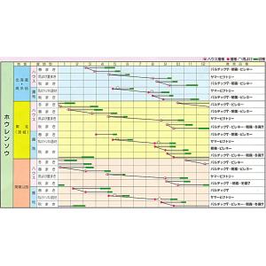 発芽促進処理済 冬霧7 30000粒 ほうれん...の詳細画像1