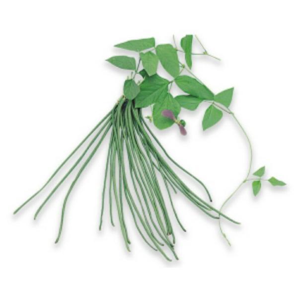 紀の川 1L袋 ささげ ササゲ ヤエ育成 【八江農芸 種 たね タネ】【通常5倍 5のつく日はポイン...