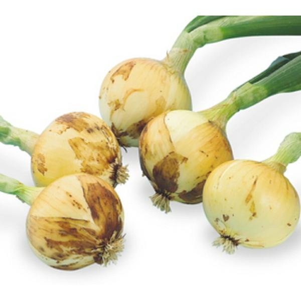 改良雲仙丸 2dl 玉ねぎ たまねぎ 玉葱 タマネギ ヤエ育成 【八江農芸 種 たね タネ】【通常5...