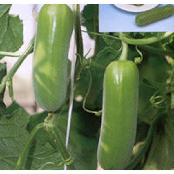 よかうり 500粒 瓜類 ウリ類 うり類 ヤエ育成 【八江農芸 種 たね タネ】【通常5倍 5のつく...