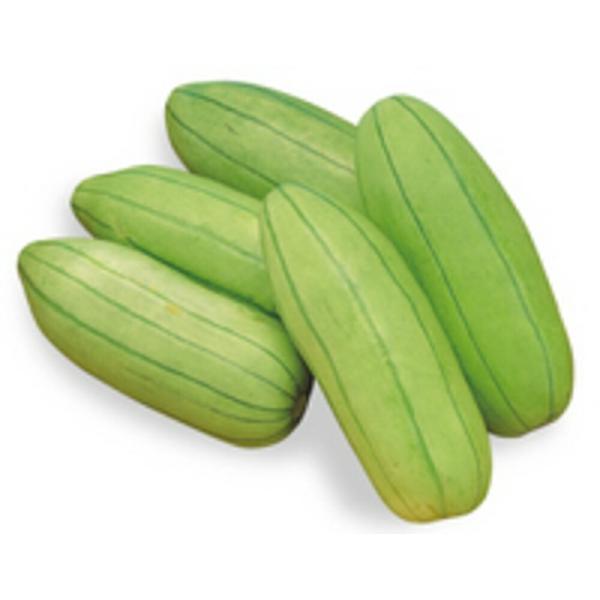 長崎漬瓜 500粒 瓜類 ウリ類 うり類 ヤエ育成 【八江農芸 種 たね タネ】【通常5倍 5のつく...