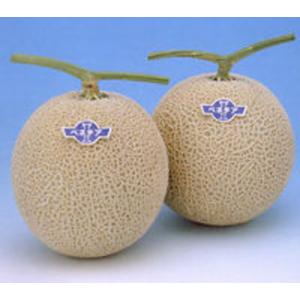 大河の轟き 5000粒(コート) 葱 ネギ ねぎ ダイヤ交配 【トキタ 種 たね