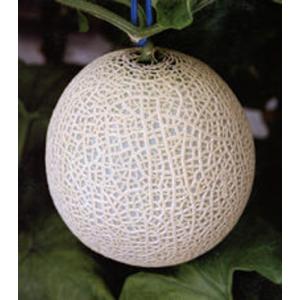ベネチア春2 100粒 めろん メロン 舐瓜 ヤ...の商品画像