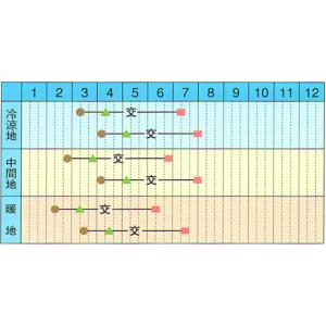 ベネチア春2 100粒 めろん メロン 舐瓜 ...の詳細画像1