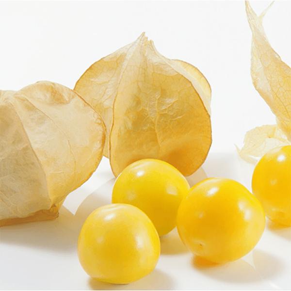 キャンディーランタン 100粒 PVP Sサイズ ほおずき ホオズキ 酸漿【大和農園 種 たね タネ...