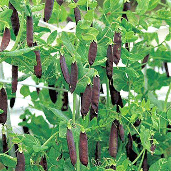 ツタンカーメンのエンドウ豆 1L さやえんどう サヤエンドウ 莢豌豆【大和農園 種 たね タネ】【通...