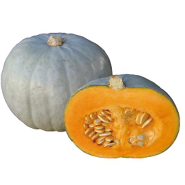 つきみ フィルムコート100粒 南瓜 カボチャ かぼちゃ 雪印種苗 【雪印種苗 種 たね タネ 】【...