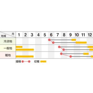 恋浜五寸(UB-301) Lコート1万粒 ニン...の詳細画像1