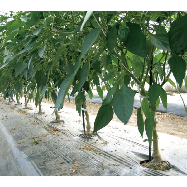 タッグ 1000粒 ピーマン用台木 ピーマンダイギ ぴーまんだいぎ ウエキ交配 横浜植木 【横浜植木...