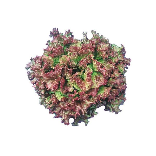 ハワイ2号 Lコート5千粒 レタス ウエキ育成 横浜植木 【横浜植木 種 たね タネ 】【通常5倍 ...