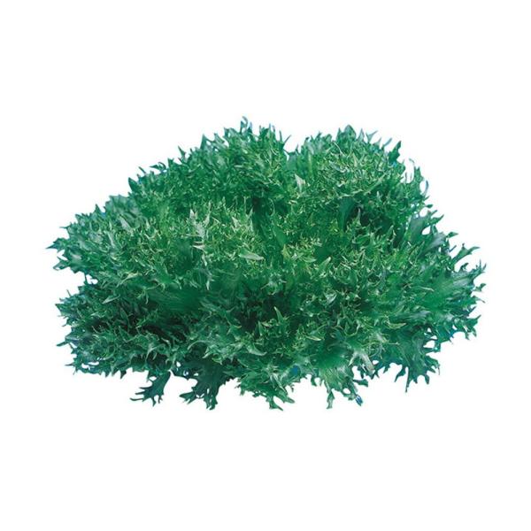 ハンサムグリーン Lコート1千粒 レタス ウエキ育成 横浜植木 【横浜植木 種 たね タネ 】【通常...